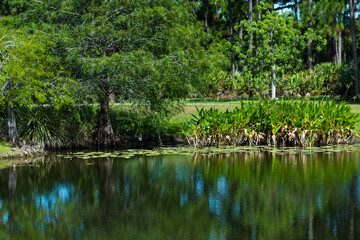 A picture of a small green pond with Lilypads and trees reflecting on the water's surface.