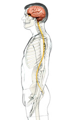 3d rendered medically accurate illustration of a male brain