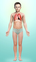 3d rendered, medically accurate illustration of a young boy lung anatomy