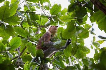 The Wild Proboscis Monkeys of Bako National Park, Sarawak Province, Malaysia