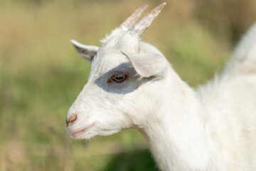 Young white goat eats grass in a summer meadow. White goat grazes in the meadow.