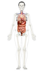 3d rendered medically accurate illustration of Female Digestive System  and heart