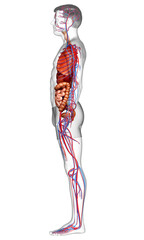 3d rendered medically accurate illustration of the male circulatory  system and internal organs