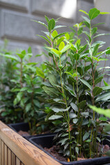 Obraz premium bay leaf sprouts in a pot. green bay leaf on a background of bricks