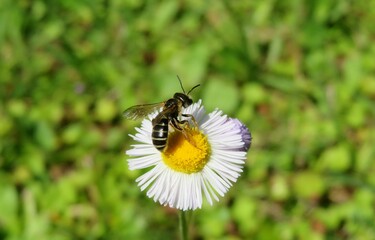 Bee on white erigeron flower on the meadow,  closeup