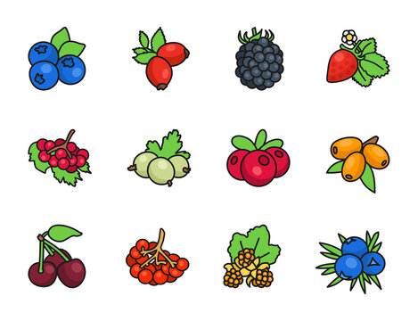 Berries color icons set. Blueberry, dog rose, blackberry, strawberry, guelder rose, gooseberry, cranberry, sea buckthorn, wild cherry, rowan, cloudberry, juniper. Illustration natural food.