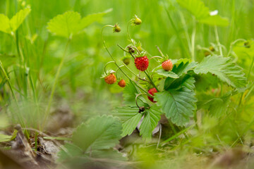 Fresh berries of wild strawberry on a branch growing in the woodland with a lush springtime field foliage.