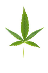 Cannabis leaf cut out on white background. Reaady for placing on mock-ups.