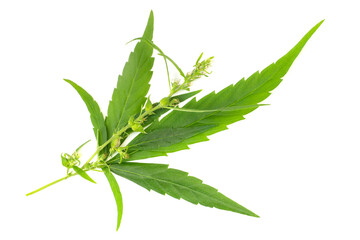 Cannabis leaf and flowers branch cut out on white background. Reaady for placing on mock-ups.