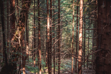 Deep continental forest close up with tiny sun rays on the trees