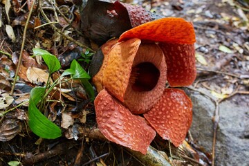 Gunung Gading National Park in Malaysia's Sarawak Province is home to the Rafflesia, the world`s largest flower. © Sailingstone Travel