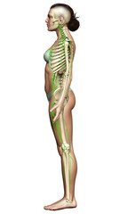 3d rendered medically accurate illustration of a female lymphatic system
