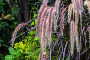 colorful plants and flowers in summer air