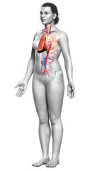 3d rendered, medically accurate illustration of a female lung anatomy