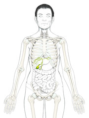 3d rendered medically accurate illustration of female Organs Gallbladder Anatomy