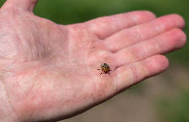 Colorado beetle in the palm of your hand. Adult striped Colorado beetles