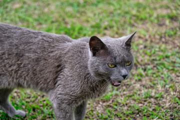 grey cat