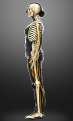 3d rendered medically accurate illustration ofa female nervous system and skeleton system