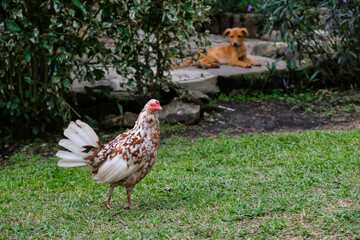 puppy watching chicken