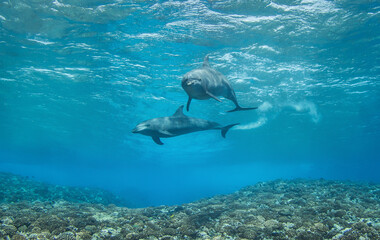 dolphins underwater