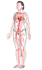 3d rendered medically accurate illustration of Female arteries