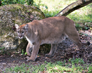 Fototapeta premium Panther Animal Stock Photos. Image. Portrait. Picture. Walking by a big rock with moss. Foliage foreground. Looking at you.