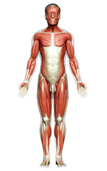 Fototapeta premium 3d rendered medically accurate illustration of a male muscle system