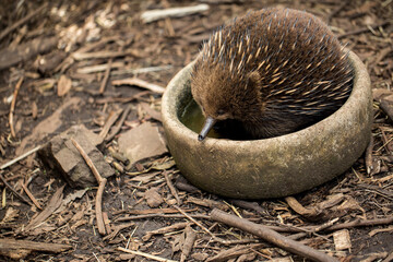 Echidna,  sometimes known as spiny anteaters is keeping cool in a bowl of water from the Australian heat