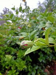 red and green leaves