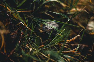 Hidden Frog