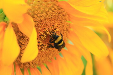 Girasole