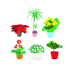 Set of houseplants in flower pots. Vector illustration of home flowers. Flowers in pots flat illustration