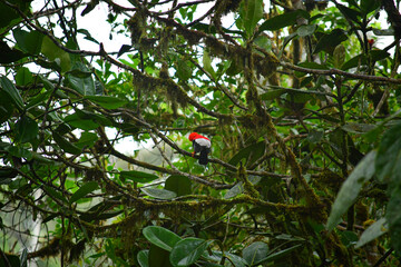 Rupicola peruvianus, el gallo de las peña o tunqui ubicado en Mindo, Ecuador,  Reserva de Biósfera del Chocó Andino