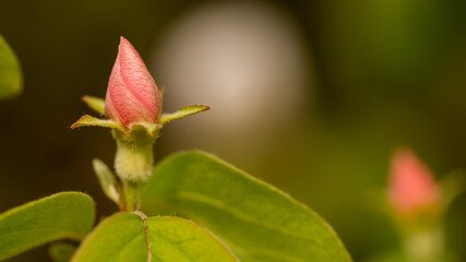 Fototapeta na wymiar Quince Fruit Tree Blossom Bud