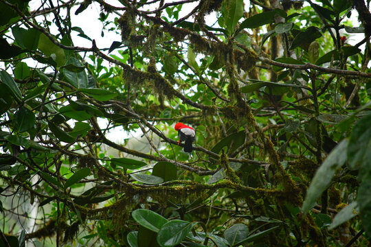Rupicola peruvianus, el gallo de las pe&ntilde;a o tunqui ubicado en Mindo, Ecuador,  Reserva de Bi&oacute;sfera del Choc&oacute; Andino