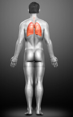 3d rendered, medically accurate illustration of a male lung anatomy
