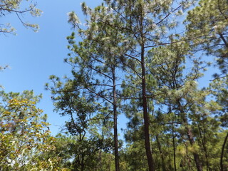 bosque, arboles, pinos