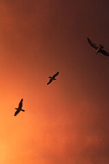 Seagulls flying in the sky with intense orange clouds at sunset