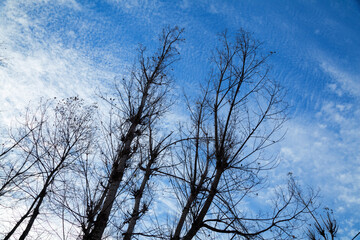 Fototapeta na wymiar Blue Sky over Aru Valley Near Pahalgam, Kashmir, India.