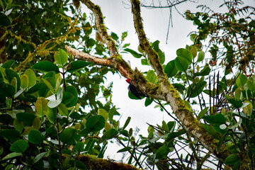 Picamaderos de Guayaquil / Guayaquil Woodpecker / Campephilus gayaquilensis ubicado en Mindo, Ecuador,  Reserva de Biósfera del Chocó Andino