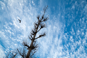 A Bird Flying over Aru Valley Near pahalgam