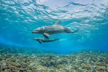 dolphins underwater