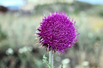 A pink flower on a plant. Spear thistle