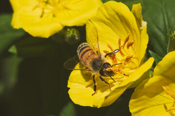 Evening Primrose Pollinator 2