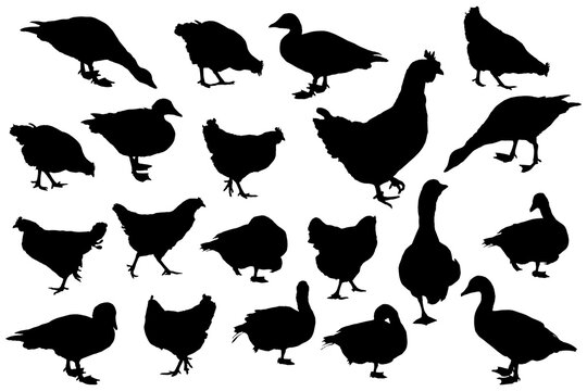 Farm birds silhouettes. Clip art set on white background
