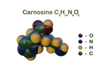 Structural chemical formula and space-filling molecular model of carnosine that highly concentrated in muscle and brain tissues. Scientific background. 3d illustration