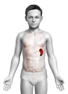 3d rendered, medically accurate illustration of a young boy Spleen Anatomy