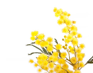 Branches of mimosa (acacia) tree with yellow flowers isolated on a white background.