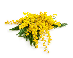 Branches of mimosa (acacia) tree with yellow flowers isolated on a white background.