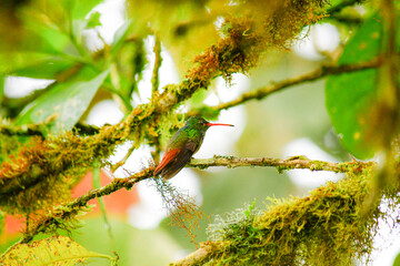 Colibrí Amazilia de cola rufa / Rufous Tailed Hummingbird / Amazilia Tzacatl - Alambi, Ecuador, Reserva de Biósfera del Chocó Andino © Migue